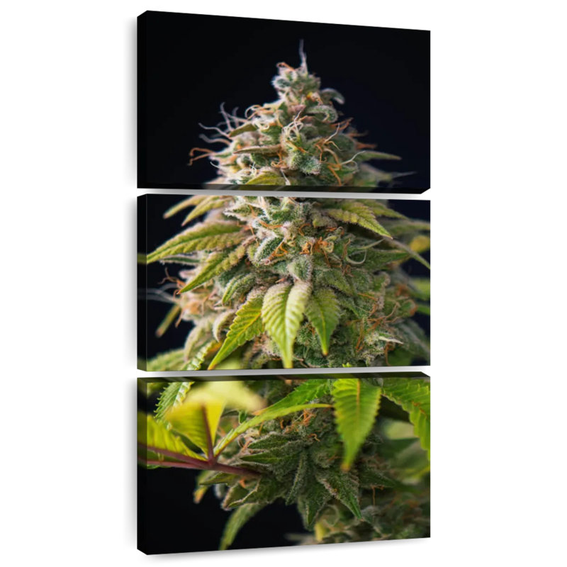 Bourgeons de marihuana, H 52 po x l 24 po