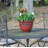 Frew Pot Planter-458366411-458366409