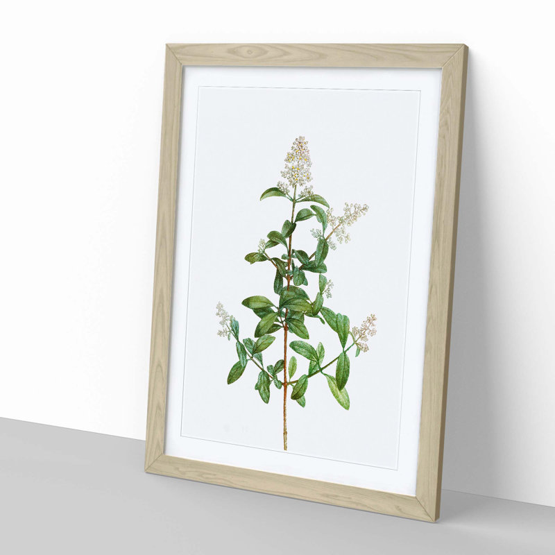 Wild Privet Flowers by Pierre-Joseph Redoute - Picture Frame Painting Print, Oak Framed, 36cm H x 27cm W x 2cm D