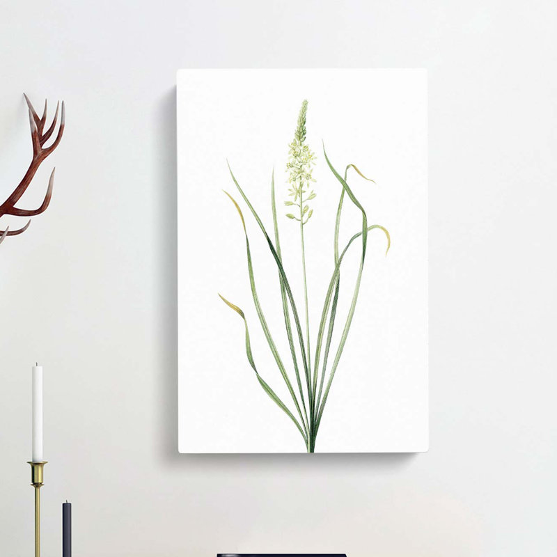 Wild Asparagus Flowers by Pierre-Joseph Redoute - Wrapped Canvas, 50cm H x 35cm W x 3cm D