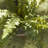 Analea Nephro Realistic Faux Boston Fern Drop-Ins, Set of 3
