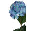 Fiori Hydrangea Arrangement