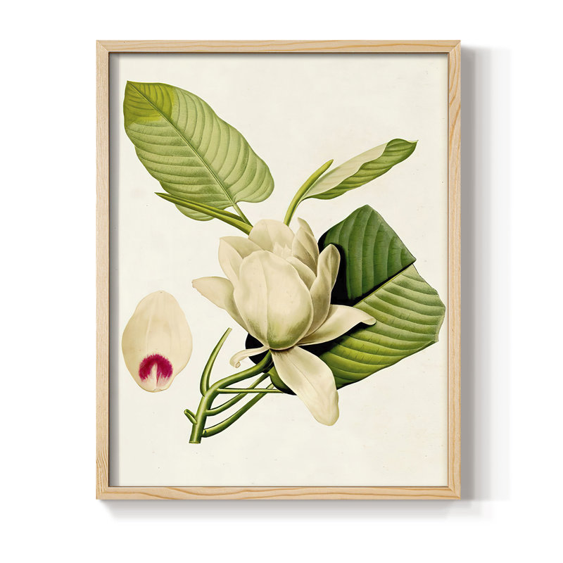 «Magnolia Flowers II», reproduction encadrée - bois massif, Naturel, H 21 po x l 17 po
