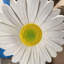 Petite statue de marguerite blanche en pot
