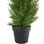 Petit arbre à cèdre artificiel en pot rond non éclairé