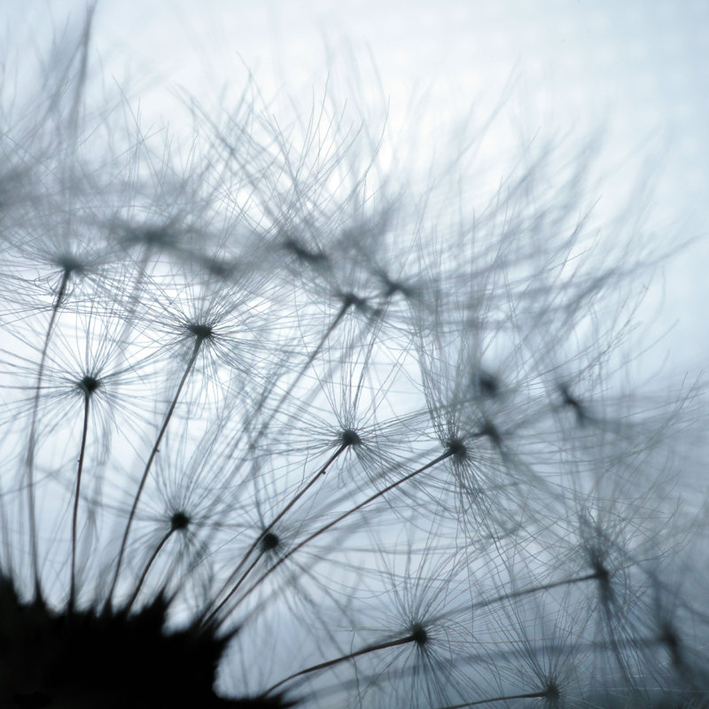 " Dandelion Closeup " by Sduben, 12" H x 12" W x 1.25" D