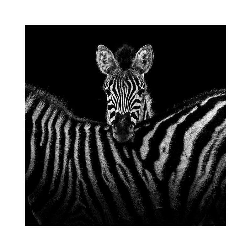 Two Zebras In Black And White I by Lukas Holas - Wrapped Canvas Print, 45.72cm H x 45.72cm W x 1.905cm D