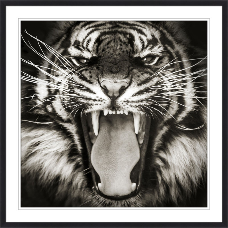 Tigre en vue 1