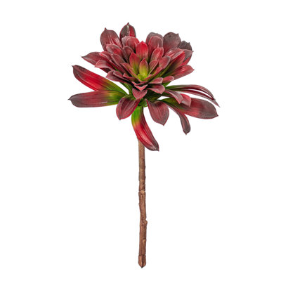 Plante grasse
