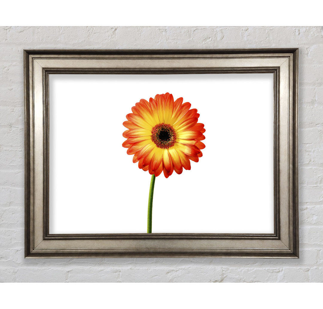 Orange Gerbera auf Weiß - Bilderrahmen Kunstdrucke