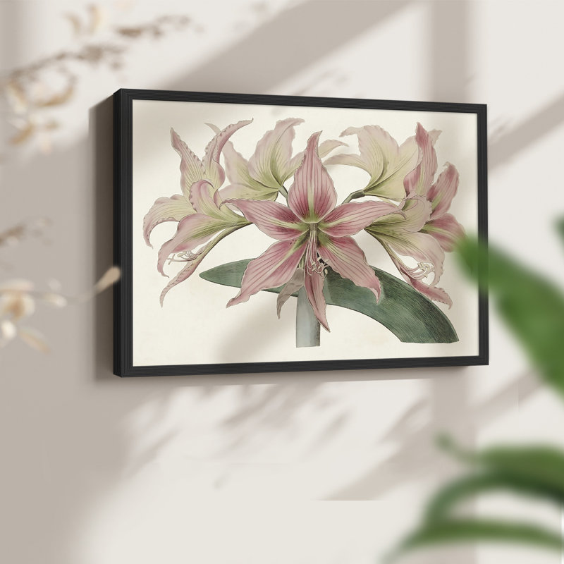 Amaryllis Varietals I - Impression encadrée - Restickable, H 11 po x l 14 po, Noir, noir, noir, noir