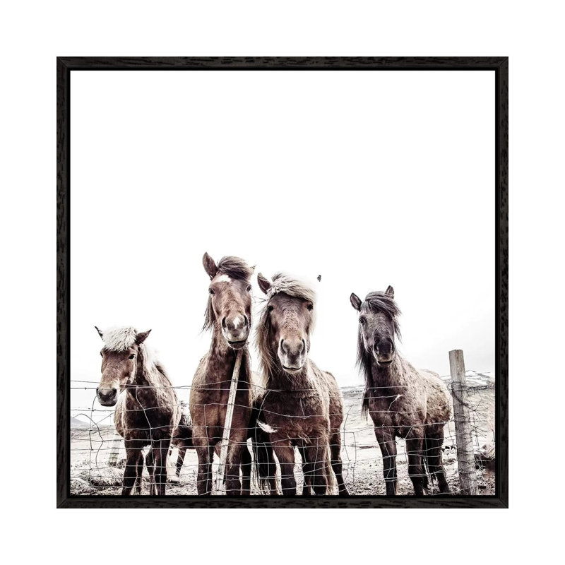 Iceland Horses Faxi And Fifi Square by Monika Strigel - Print on Canvas, Black Framed, 93.98cm H x 93.98cm W x 3.81cm D