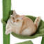 Arbre à chat Cactus