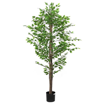 200cm Plant