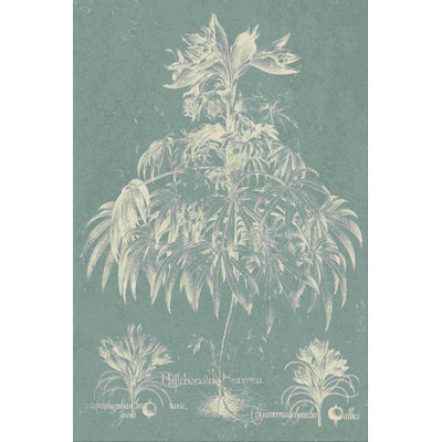 " Delicate Besler Botanical I " by Vision Studio