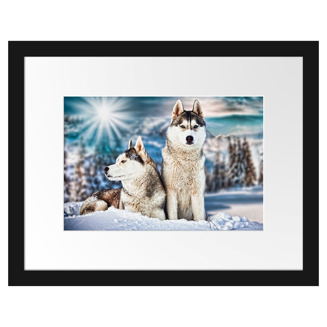 Gerahmtes Poster Zwei wilde Huskies