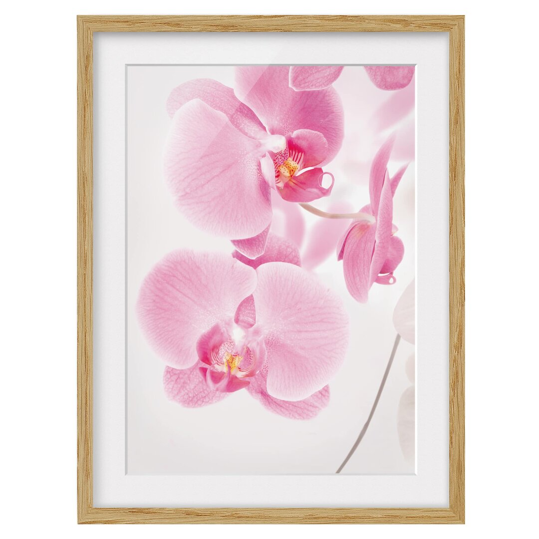 Gerahmtes Poster Delicate Orchids