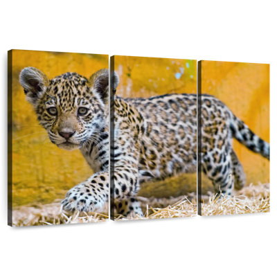 Jaguar Cub