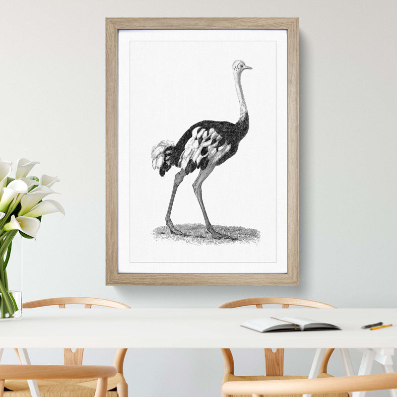 Ostrich in Black and White by George Shaw - Framed Print, Oak Framed, 65cm H x 48cm W x 2cm D