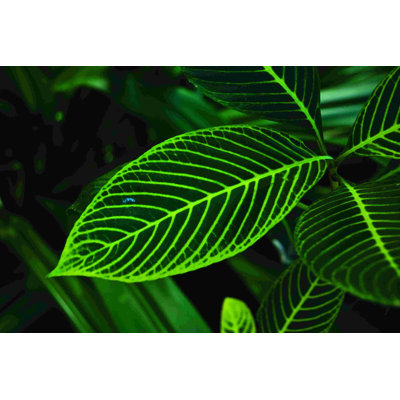 Greens 2 - Impression sur toile tendue