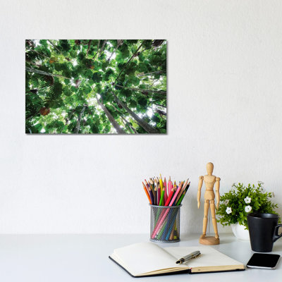 Licuala Fan Palm Canopy, Daintree National Park, Queensland, Australia by Konrad Wothe - Wrapped Canvas Print