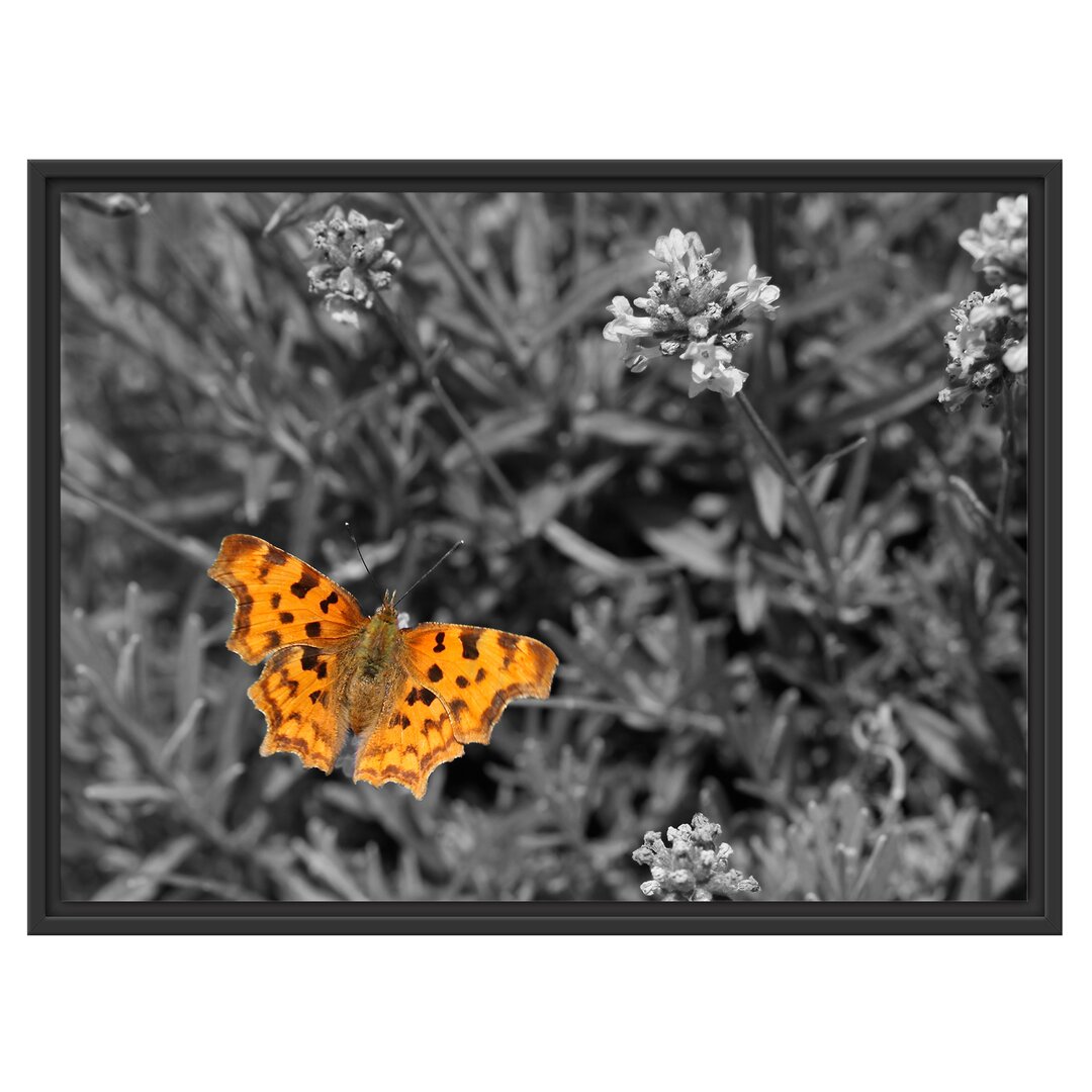 Gerahmtes Wandbild Schmetterling auf Blumenwiese