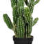 Cactus vert en pot 31 po
