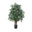Ming Aralia plante de sol en pot