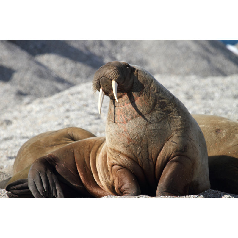 Morse arctique par Serengeti130, H 32 po x l 48 po