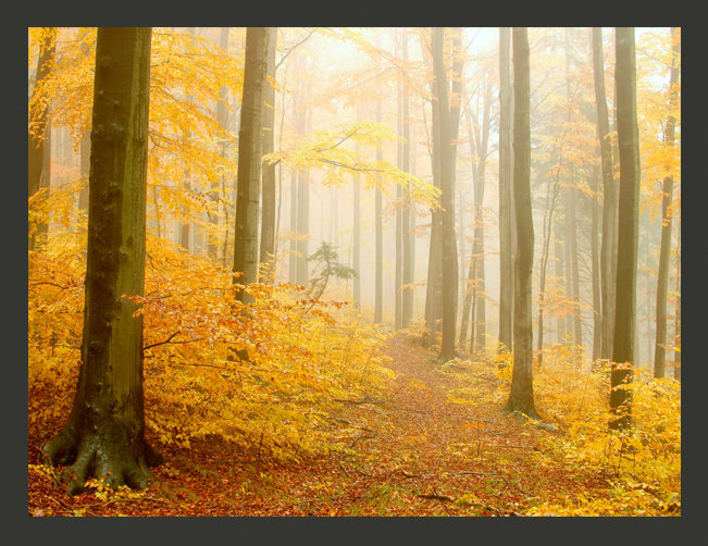 Autumn Wood 270cm x 350cm Wallpaper, 400 cm x 309 cm