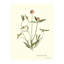 Pressed Botanical Set by Sandy Whitaker-1772074533