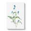 Blue Spiderwort Flowers by Pierre-Joseph Redoute - Wrapped Canvas-55362389