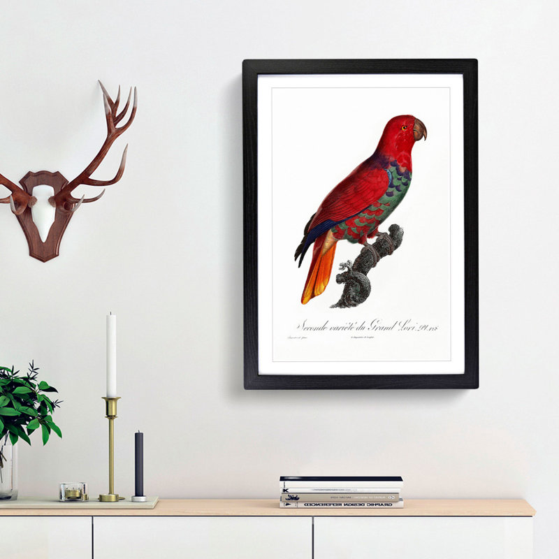 The Eclectus Parrot by F. Levaillant - Picture Frame Art Print, 36cm H x 27cm W x 2cm D, Black Framed