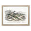 Beached Fish PL.67 by Oliver Goldsmith - Single Picture Frame Painting-55543993-55543991