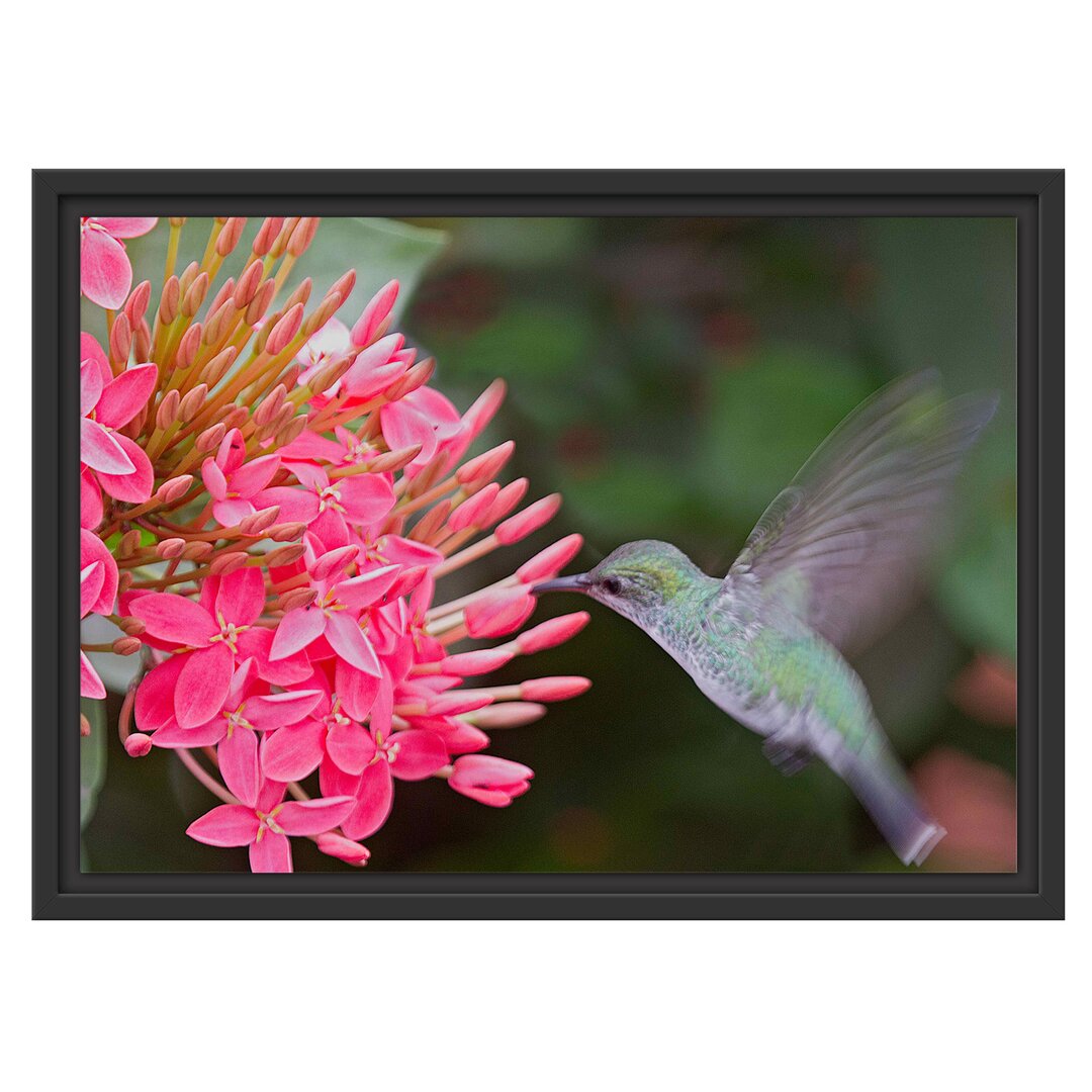 Gerahmtes Wandbild Kolibri an Blüte