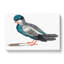 Pigeon by Johan Teyler - Wrapped Canvas-55339447