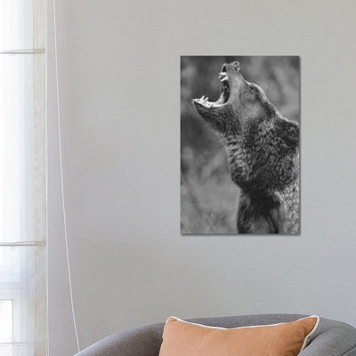 Grizzly Bear Calling, North America - Wrapped Canvas Print