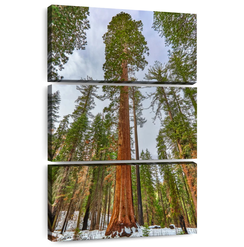 Giant Sequoia Grove, 65" H x 42" W