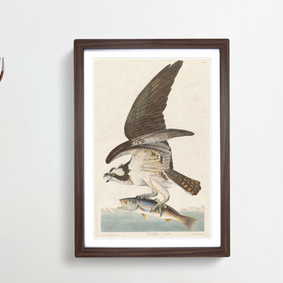 Osprey by John Audubon - Framed Print