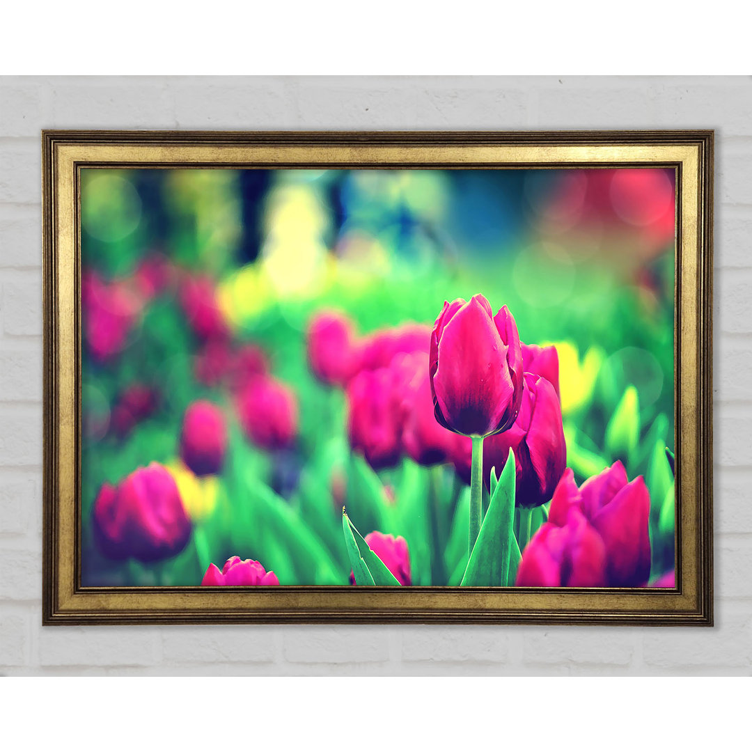 Cerise Tulip Garden - Einzelner Bilderrahmen Kunstdrucke