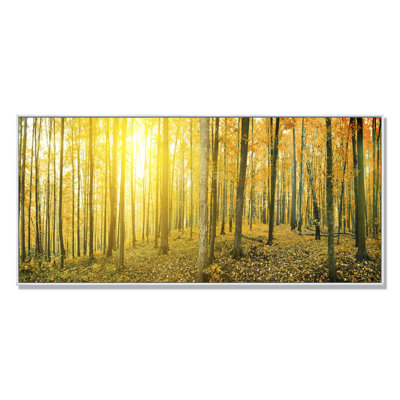 " Sunrise On Panoramic Forest Landscape "