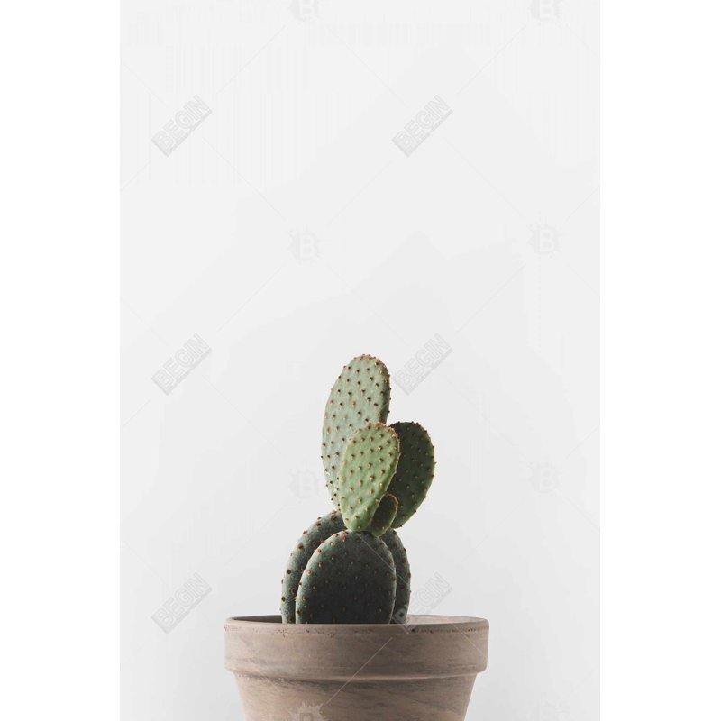 " Potted Cactus "