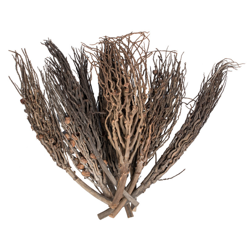 1.5'' Plant
