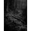 Forest Stairs Print-65852833-132458359