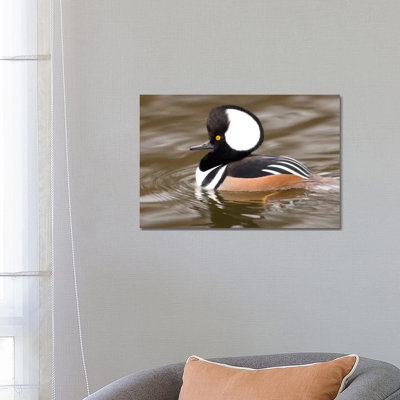 Hooded Merganser Male, Kellogg Bird Sanctuary, Michigan by Steve Gettle - Wrapped Canvas Print