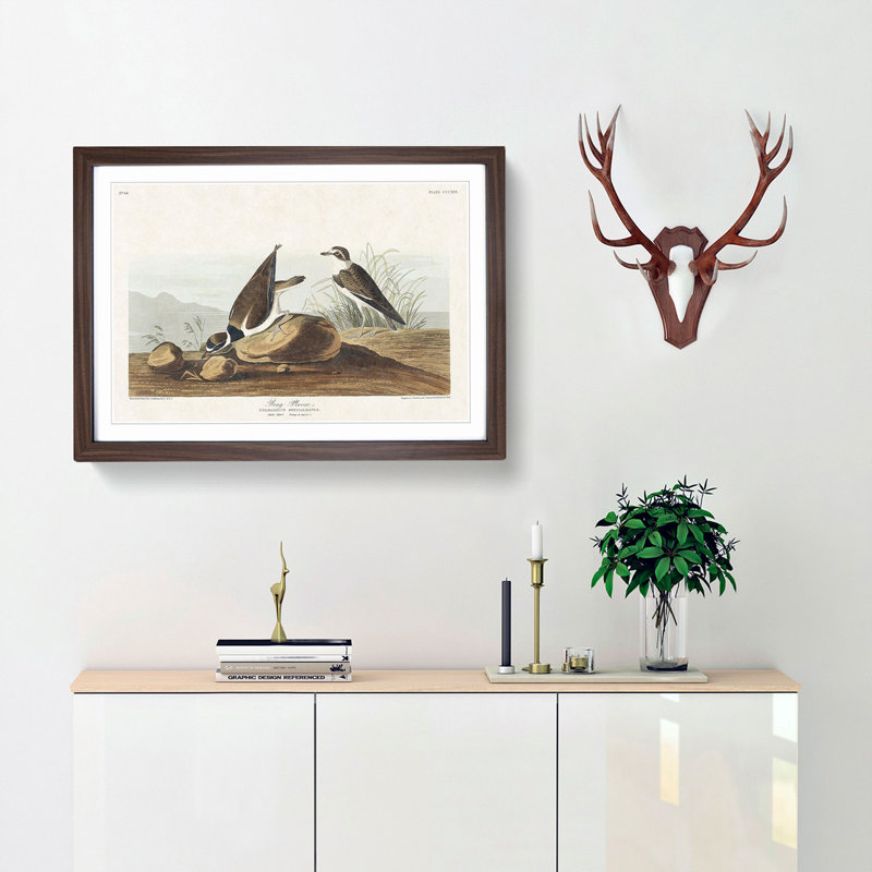 Ring Plover Birds by John Audubon - Picture Frame Painting Print, Walnut Framed, 48cm H x 65cm W x 2cm D