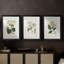 Antique Turpin Botanical IV - reproduction sur mesure encadrée de qualité supérieure - 3 pièces-1991838978-1991838977