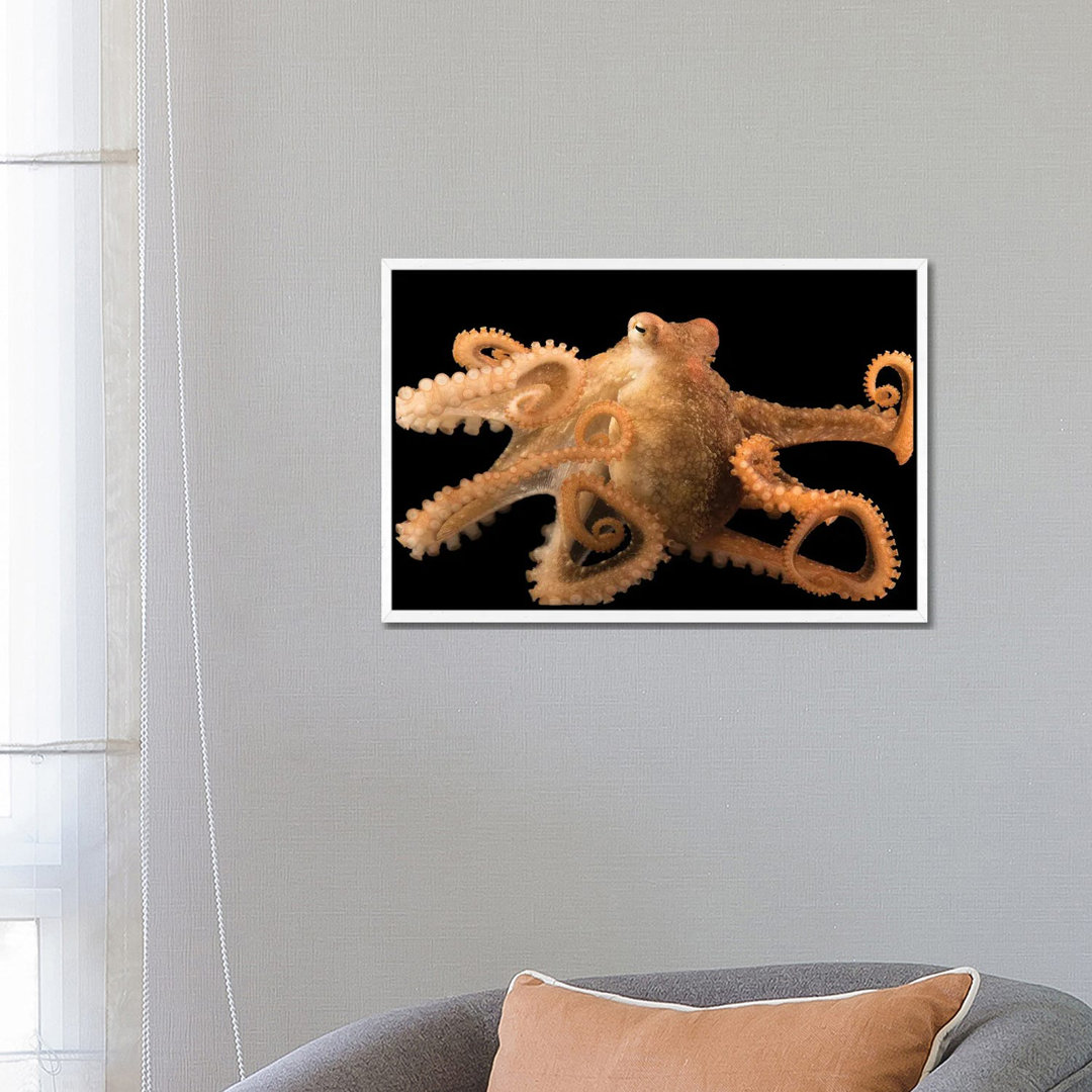 Ein roter Oktopus im Aquarium des Pazifiks von Joel Sartore - Galerie-verpackte Leinwand Giclée auf Leinwand