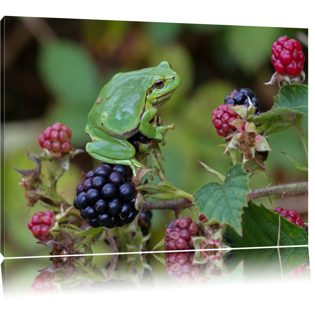 Leinwandbild Kleiner Frosch auf Brombeerstrauch