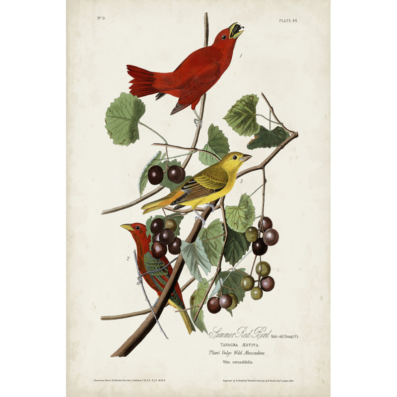 Pl 44 Summer Red Bird by John Audubon - Wrapped Canvas Painting, 30cm H x 20cm W